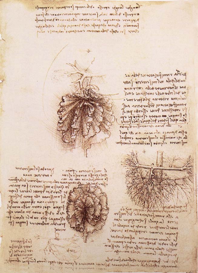 Gekrose of the intestine and its Gefabsystems